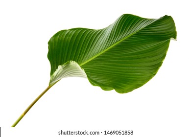 Calathea Lutea Foliage,(Cigar Calathea, Cuban Cigar),Calathea Leaf,Exotic Tropical Leaf, Isolated On White Background.