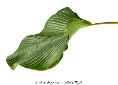 Calathea lutea leaf(Cigar Calathea, Cuban Cigar),Calathea leaf,Exotic tropical leaf, isolated on white background. - Shutterstock ID 1469270186