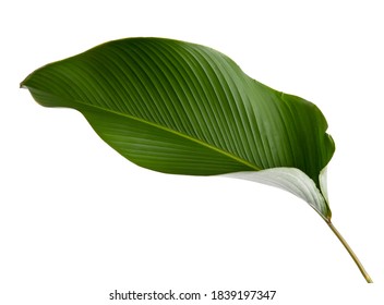 Calathea Lutea Leaf(Cigar Calathea, Cuban Cigar),Calathea Leaf,Exotic Tropical Leaf, Isolated On White Background.