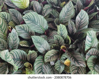 Calathea Majestica Herbaceous Plant Oval Leaves With White Herringbone Stripes. The Auspicious Tree Is Believed To Bring Happiness. Prosperous It Is Commonly Grown As A Houseplant.