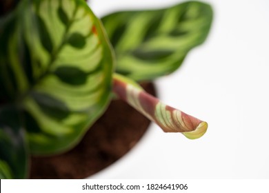 367 Calathea makoyana foliage Images, Stock Photos & Vectors | Shutterstock