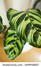 Calathea Makoyana Peacock Plant Day Night Stock Photo 1949958007 ...