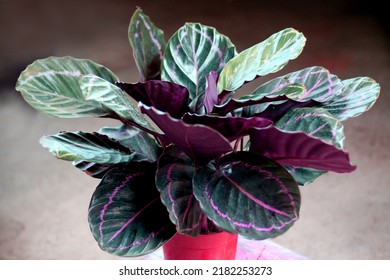 Calathea Medallion, Close-up Angle View