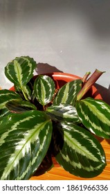 Calathea Medallion Is Growing Up