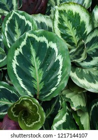 Calathea Medallion Plant