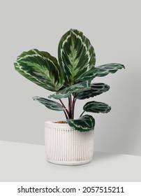 Calathea Medallion Plant In A White Pot