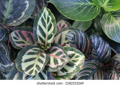 Calathea Medallion, Top View Shot