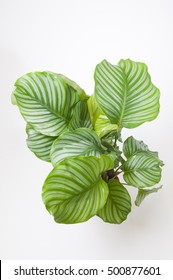 Calathea Orbifolia