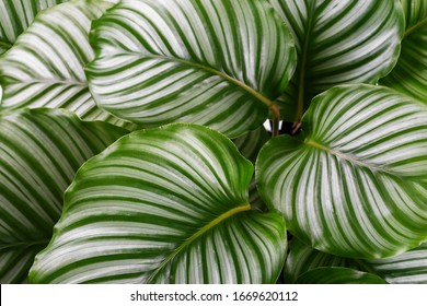 Calathea Orbifolia Close Up, Tropical Houseplant Room Decor