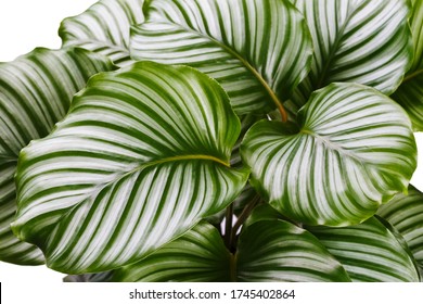 Calathea Orbifolia Close Up, Tropical Houseplant Room Decor