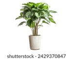 Calathea orbifolia, green indoor plant isolated on white 