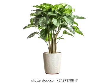 Calathea orbifolia, green indoor plant isolated on white  - Powered by Shutterstock