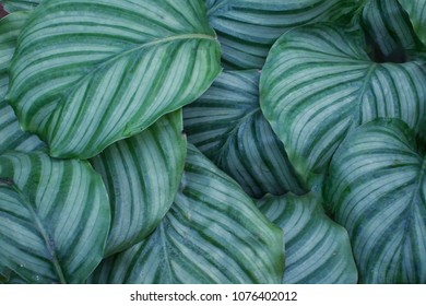 Calathea Orbifolia Leaf