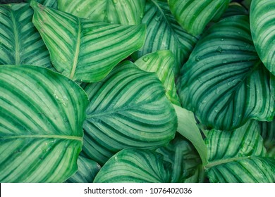 Calathea Orbifolia Leaf