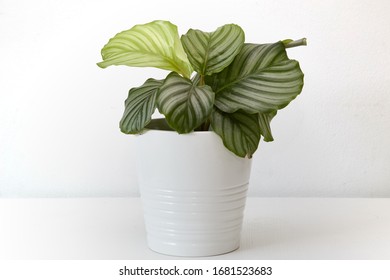 Calathea Orbifolia On White Pot