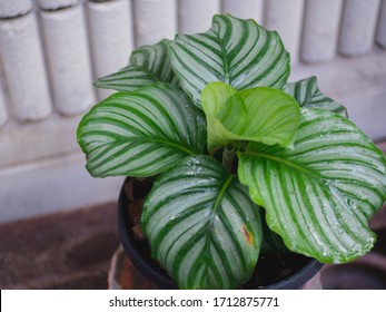 Calathea Orbifolia Plants In Pot.