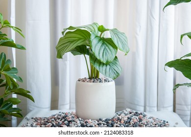 Calathea Orbifolia In White Ceramic Pot Decoration In The Living Room.  The Concept Of Minimalism. Houseplant Care Concept.