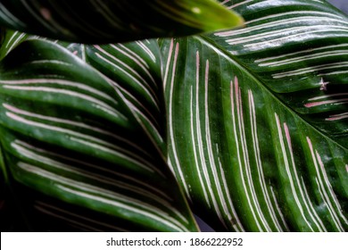 Calathea Ornata Foliage Leaf Close Up With Pink And White Stripe Calathea Orbifolia Is A Species Of Prayer Plant Native To Bolivia.