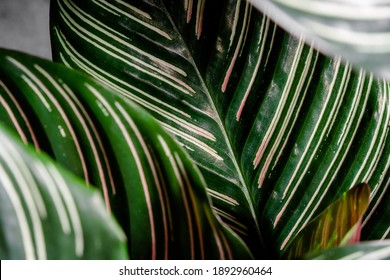 Calathea Ornata Foliage Leaf Close Up With Pink And White Stripe Calathea Orbifolia Is A Species Of Prayer Plant Native To Bolivia.