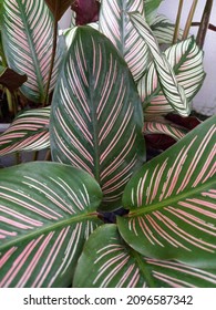 Calathea Ornata In A Garden