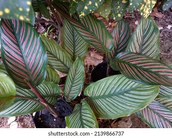 Calathea Ornata In A Garden