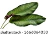 exotic leaf isolated