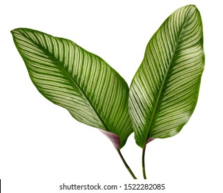 Calathea ornata leaves(Pin-stripe Calathea),Tropical foliage isolated on white background. - Shutterstock ID 1522282085