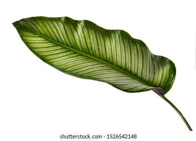 Calathea ornata leaves(Pin-stripe Calathea),Tropical foliage isolated on white background. - Shutterstock ID 1526542148