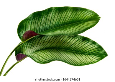 Calathea ornata leaves(Pin-stripe Calathea),Tropical foliage isolated on white background. - Shutterstock ID 1644274651