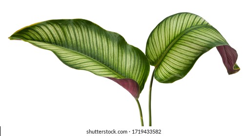 Calathea ornata leaves(Pin-stripe Calathea),Tropical foliage isolated on white background. - Shutterstock ID 1719433582