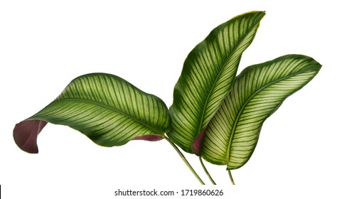 Calathea ornata leaves(Pin-stripe Calathea),Tropical foliage isolated on white background. - Shutterstock ID 1719860626