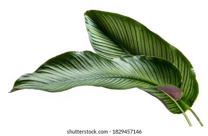 Calathea ornata leaves(Pin-stripe Calathea),Tropical foliage isolated on white background. - Shutterstock ID 1829457146