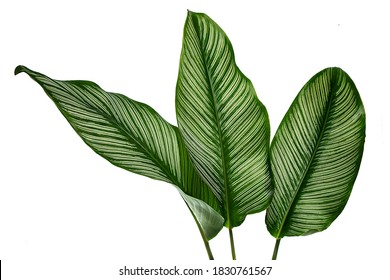Calathea ornata leaves(Pin-stripe Calathea),Tropical foliage isolated on white background. - Shutterstock ID 1830761567