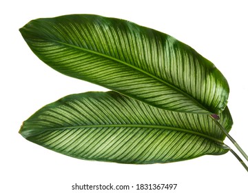 Calathea ornata leaves(Pin-stripe Calathea),Tropical foliage isolated on white background. - Shutterstock ID 1831367497