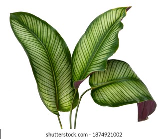 Calathea ornata leaves(Pin-stripe Calathea),Tropical foliage isolated on white background. - Shutterstock ID 1874921002