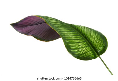 Calathea ornata (Pin-stripe Calathea) leaves, Tropical foliage isolated on white background, with clipping path