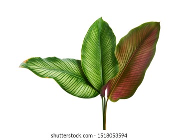 Calathea ornata (Pin-stripe Calathea) leaves, Tropical foliage isolated on white background, with clipping path                                  - Shutterstock ID 1518053594