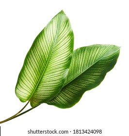 Calathea ornata (Pin-stripe Calathea) leaves, Tropical foliage isolated on white background, with clipping path - Shutterstock ID 1813424098