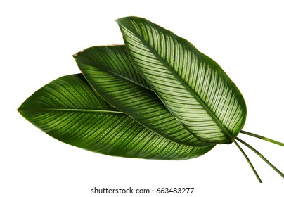 Calathea ornata (Pin-stripe Calathea) leaves, tropical foliage isolated on white  background, with clipping path - Shutterstock ID 663483277