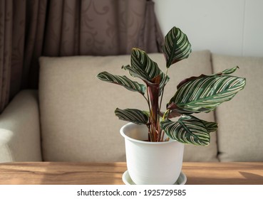 La planta Calathea Ornata