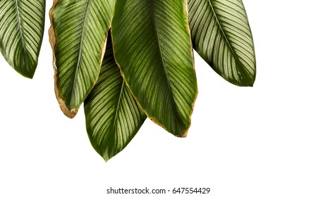 Calathea ornata (Pin-stripe Calathea), tropical foliage plant leaves isolated on white  background, with clipping path