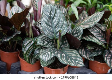 Calathea Ornata In The Small Red Pot