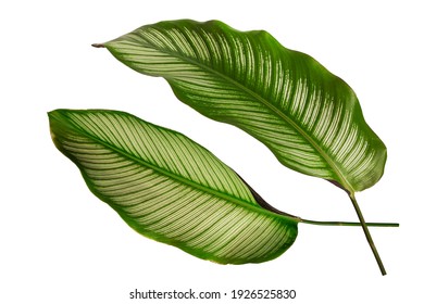 Calathea Ornata Tropical Leaf Isolated On White Background.