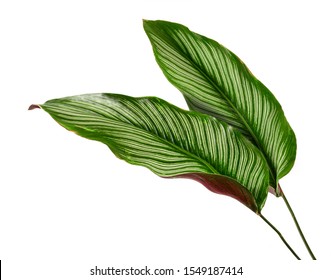 Calathea Ornata Tropical Leaves Isolated On White Background.