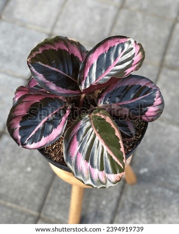 Calathea Pink Jessy is a species of plant belonging to the genus Calathea in the family Marantaceae, native to eastern Brazil.