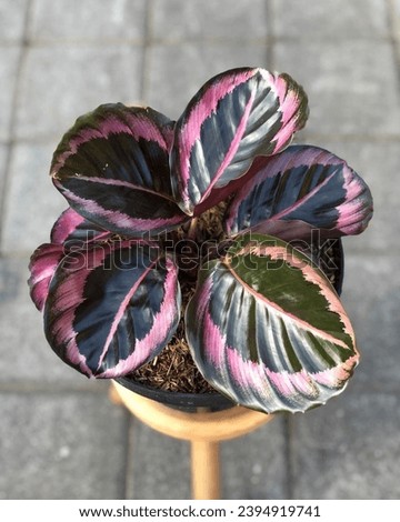 Calathea Pink Jessy is a species of plant belonging to the genus Calathea in the family Marantaceae, native to eastern Brazil.