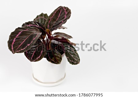 Calathea Roseopicta (Dottie) in pot isolated on white background. 