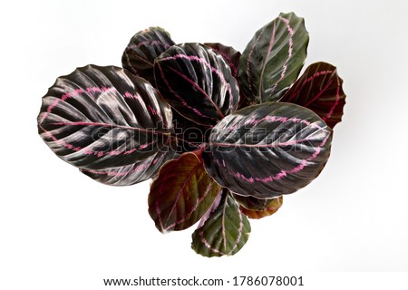 Calathea Roseopicta (Dottie) in pot isolated on white background. Top view.