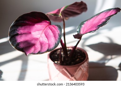 Calathea roseopicta Dottie, Rosy pink leaf close-up on the windowsill in bright sunlight with shadows. Potted house plants, green home decor, care and cultivation, marantaceae variety. - Shutterstock ID 2136403593