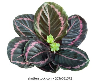 Calathea roseopicta 'Princes Jessie' bush with flower, top view, beautiful tropical foliage plant, isolated on white background. 